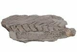 Fossil Ichthyosaur (Stenopterygius) Vertebrae & Ribs - Germany #206128-8